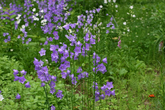 カンパニュラの開花 ようていガーデン カンパニュラの開花 ようていガーデン