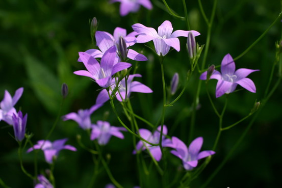 カンパニュラの開花 ようていガーデン カンパニュラの開花 ようていガーデン