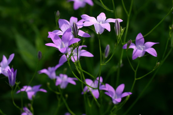 カンパニュラの開花_d0143719_9112328.jpg