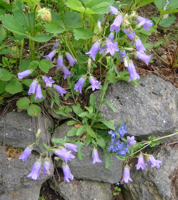 カンパニュラの開花_d0143719_97390.jpg