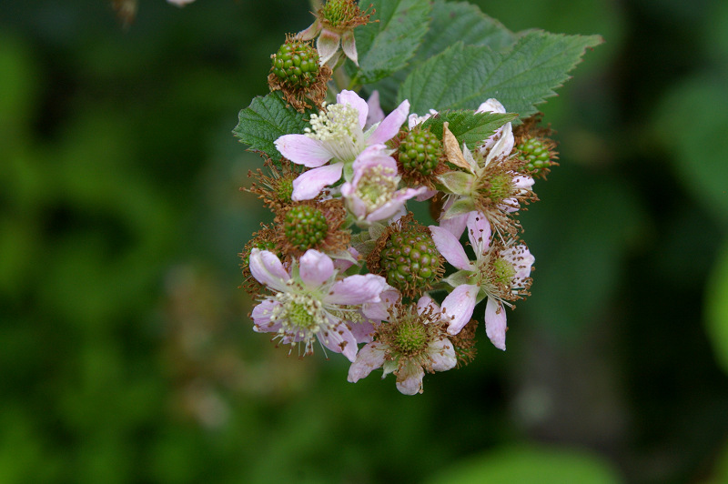 e0136424_8332464.jpg