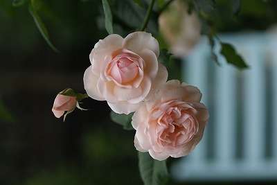 f0170524_15295654.jpg