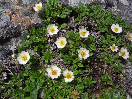 天上の星々-高山植物_b0069126_8282434.jpg