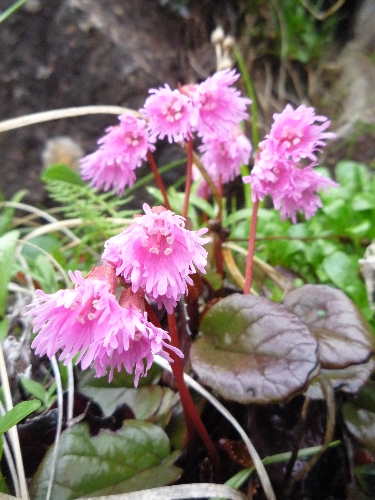 天上の星々-高山植物_b0069126_8284718.jpg