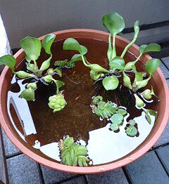 d0048332_11124310.gif