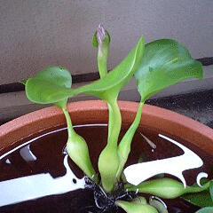 d0048332_11174752.gif