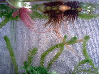 d0048332_11314437.gif