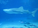 沖縄 2_e0187233_1837138.jpg