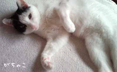 a0166338_18275394.gif