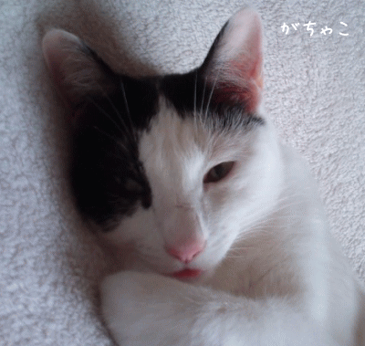 a0166338_1828651.gif