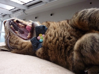 猫のお友だち 珊瑚ちゃん祿太くん編。_a0143140_22372494.jpg