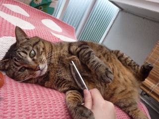 猫のお友だち 珊瑚ちゃん祿太くん編。_a0143140_22391486.jpg