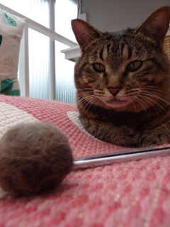 猫のお友だち 珊瑚ちゃん祿太くん編。_a0143140_22413886.jpg