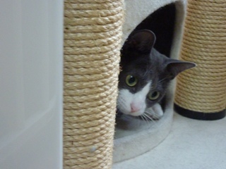 猫のお友だち 珊瑚ちゃん祿太くん編。_a0143140_2244794.jpg