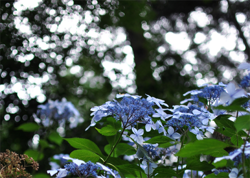 c0090147_041586.jpg