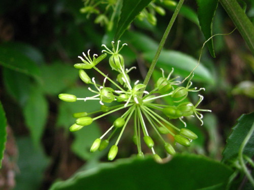 ７４回　１１５座　２０１０年７月７日　黒髪山系　腰岳_c0179351_17444840.jpg