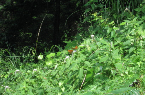 ７４回　１１５座　２０１０年７月７日　黒髪山系　腰岳_c0179351_17565153.jpg