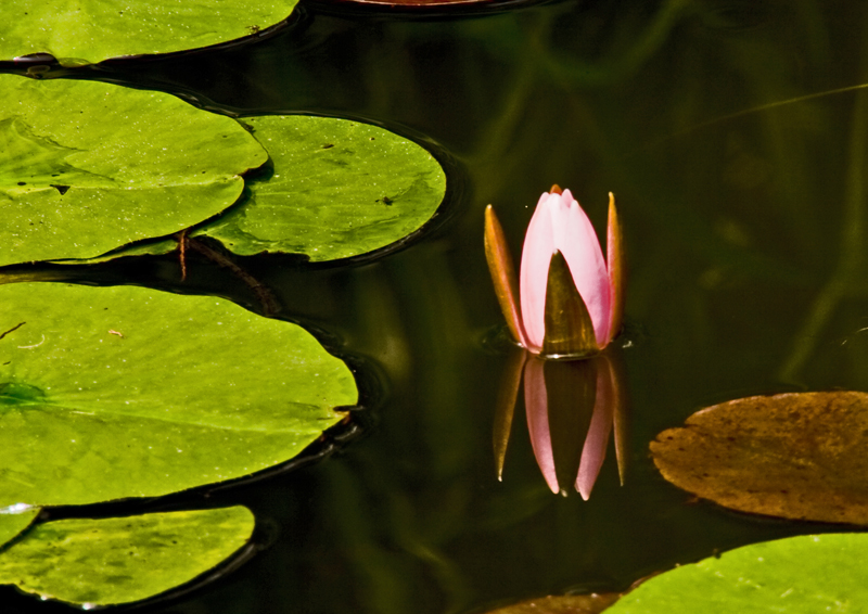 神代植物公園_f0169857_17274060.jpg