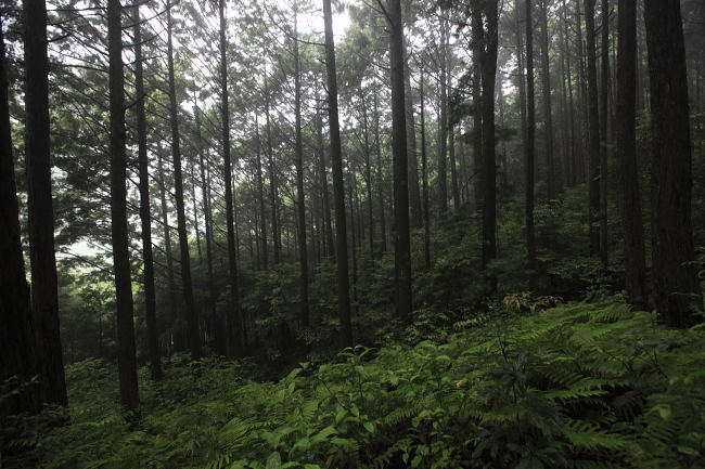 2010.06.26　飛雪の滝～風伝峠_e0184961_1542284.jpg