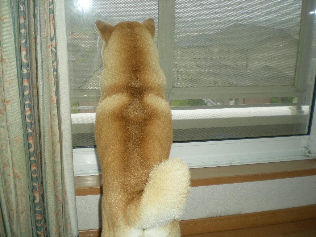 2010年7月7日(水)七夕だけど・・・_f0060461_91112.jpg