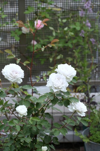 b0148166_23374636.jpg