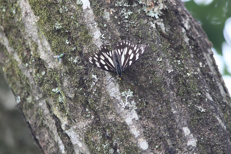 b0084270_052756.jpg