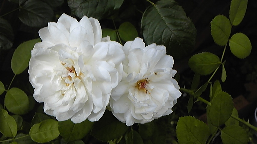 c0202870_17584331.jpg