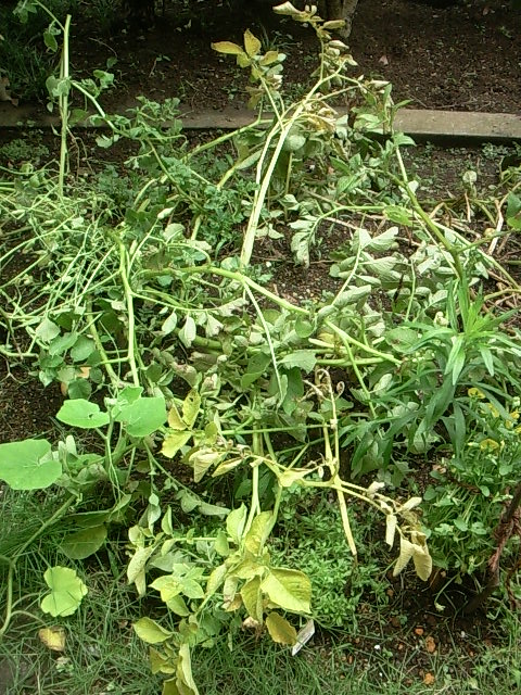 e0192971_91832.jpg
