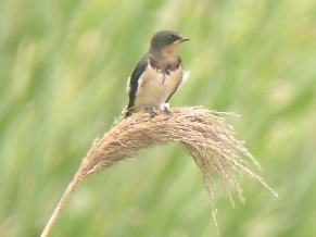 ★先週末の鳥類園(2010.7.3~7.4)_e0046474_1742485.jpg