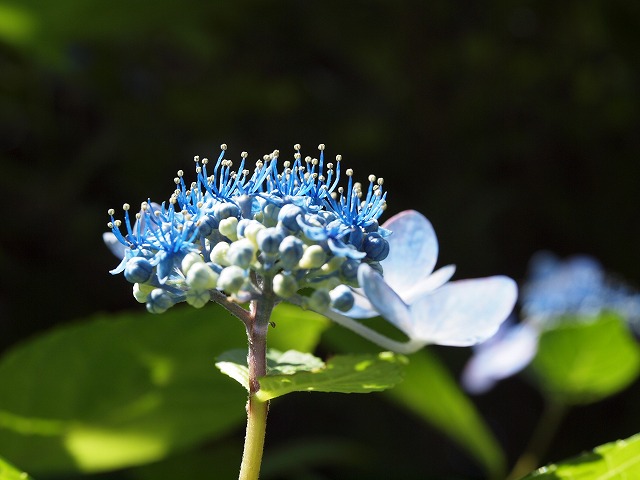 『三田洞弘法の紫陽花(アジサイ)』_d0054276_20142091.jpg