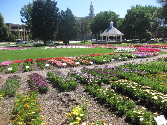 Summer Picnic Flowers!!_f0208181_23191068.jpg