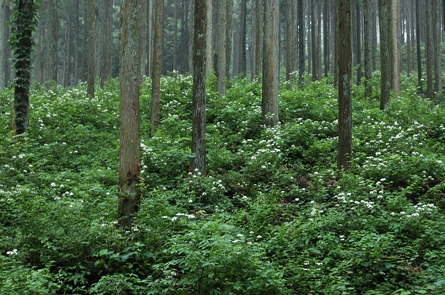 c0212083_17451179.jpg