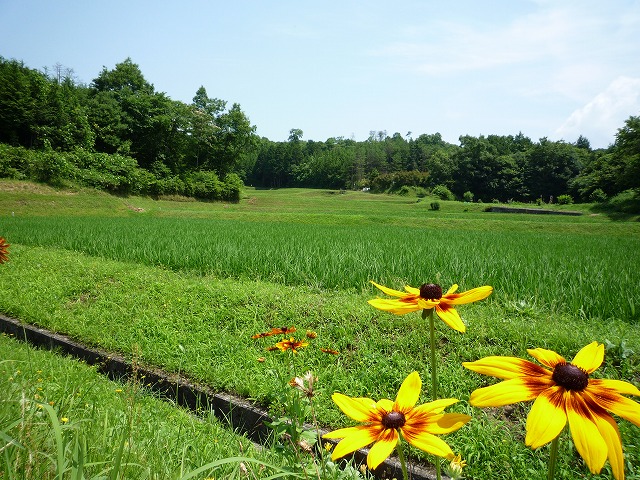 とっとり花回廊_d0174983_1742931.jpg