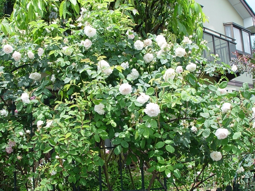 d0050399_01595.jpg