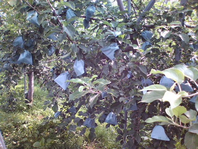 e0104702_19585851.jpg