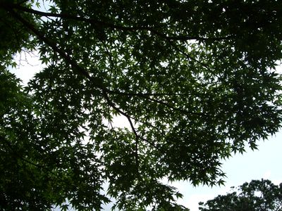 d0149103_1023714.jpg