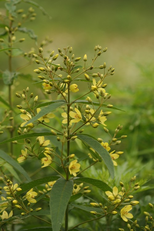 くろせのはな 今日の花