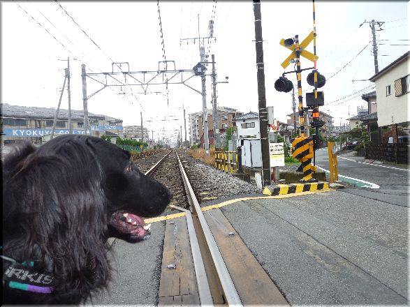                                             正しい?梅雨の過ごし方?(ココア編）_c0097309_14362122.jpg