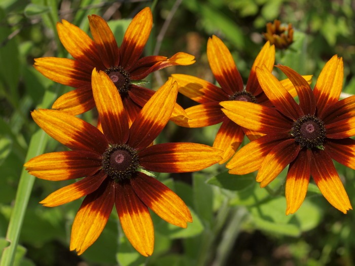 ルドベキア（Rudbeckia）_c0116915_23583254.jpg