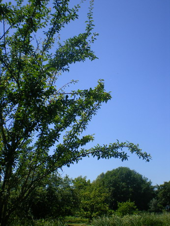 c0124619_754895.jpg