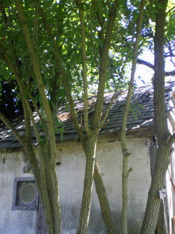 c0124619_755550.jpg