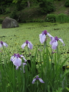 住職さんの珈琲&花菖蒲：浄仙寺（黒石市）_b0147224_2044253.jpg