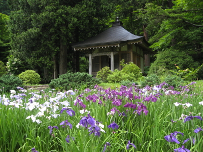 住職さんの珈琲&花菖蒲：浄仙寺（黒石市）_b0147224_20505954.jpg