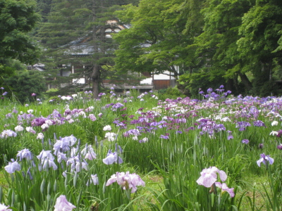 住職さんの珈琲&花菖蒲:浄仙寺(黒石市)_b0147224_20511742.jpg