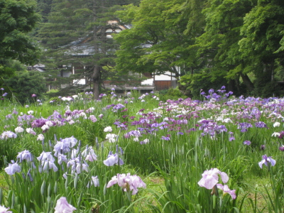 住職さんの珈琲&花菖蒲：浄仙寺（黒石市）_b0147224_20511742.jpg