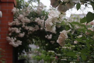 f0170524_9402470.jpg