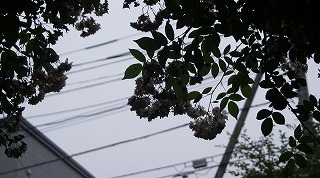 f0170524_94215.jpg