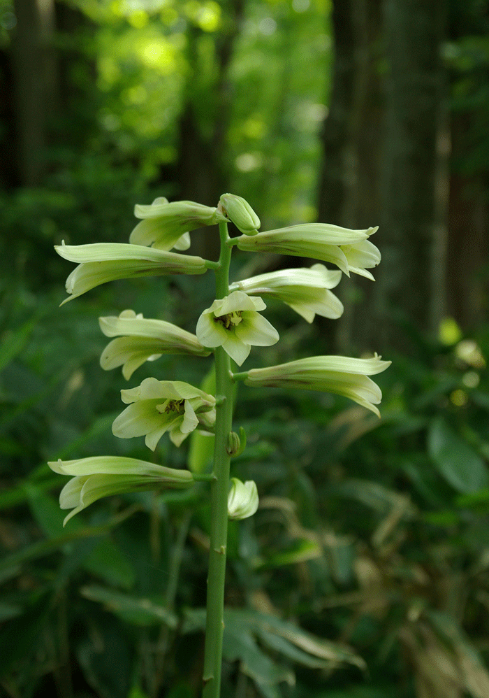 森の妖精　オオウバユリ（野幌森林公園・札幌市厚別区）_c0223825_2359072.gif