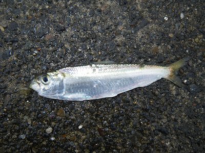 浜名湖魚類図鑑 クラーク高校フィッシングゼミ