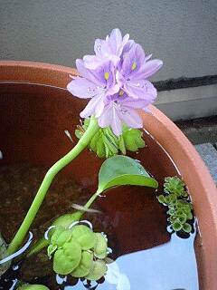 d0048332_9374670.gif